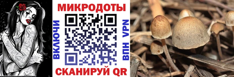 Купить  Новомичуринск  Галлюциногенные грибы мицелий 